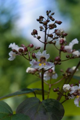 Catalpa x erubescens 'Puruprea' - katalpa křížená - květenství